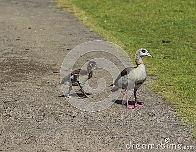 couple Egyptian goose (Alopochen aegyptiaca) with their young chicks eating grass Stock Photo