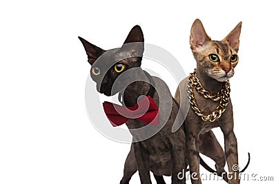 Couple of elegnat cats standing side by side Stock Photo