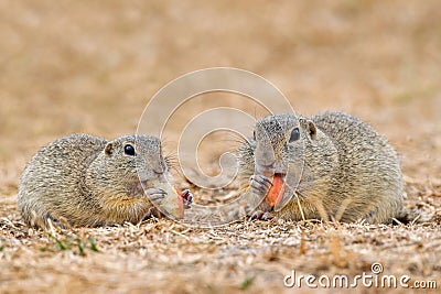 Couple of European ground squirrels in the meadow Stock Photo