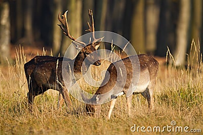 Couple of fallow deer grazing in forest in rutting season Stock Photo