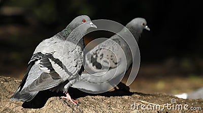 Couple of feral pigeons, Columba livia domestica. Stock Photo