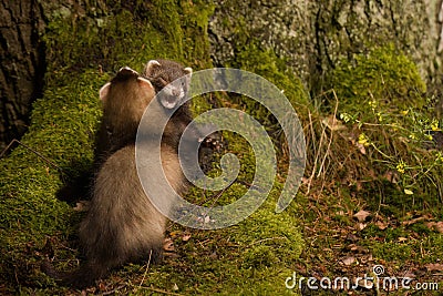 Couple of ferret babies exploring summer forest moss location Stock Photo