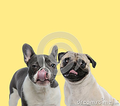 Couple of french bulldog and pug dogs licking mouth happy Stock Photo