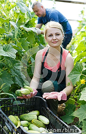 Couple of gardeners in gloves picking cucumbers to crates Stock Photo