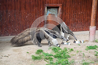 A couple of giant anteaters eat from a plate at Budapest zoo Stock Photo