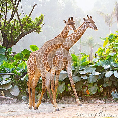 Couple giraffes Stock Photo