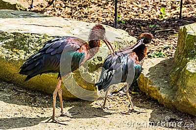 Couple of glossy ibises preening each others feathers, birds taking care of each other, typical bird behavior Stock Photo