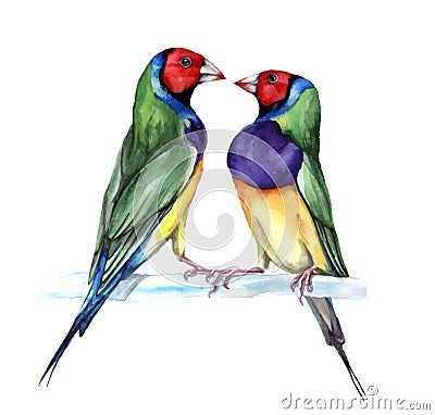 Couple of Gould finch, watercolor painting. Vector Illustration