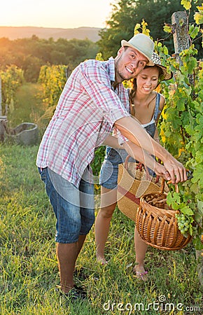 Couple in grape picking at the vineyard Stock Photo