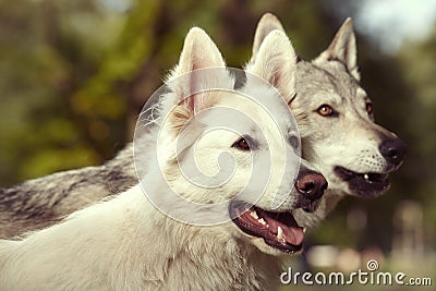 Couple of gray wolfdog and swiss white shepheard - detail Stock Photo