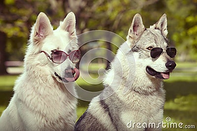 Couple of gray wolfdog and swiss white shepheard with sunglasses in park Stock Photo