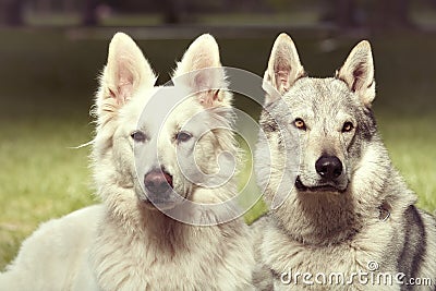 Couple of gray wolfdog and swiss white shepheard in spring park Stock Photo