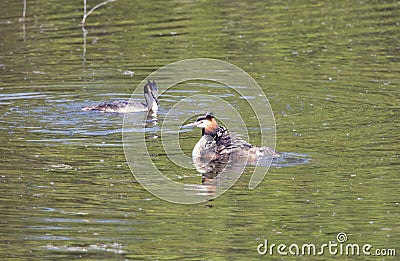 Couple great crested grebe Podiceps cristatus with chick in the lake Stock Photo
