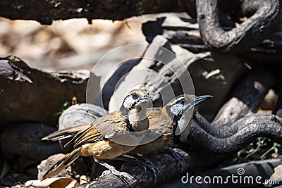 Greater necklaced laughingthrush Stock Photo