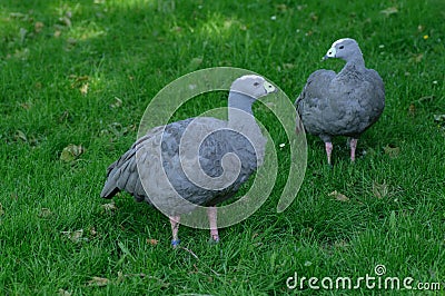 Couple of grey guinea fowls on green grass. Stock Photo