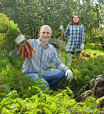 Couple harvesting carrots Stock Photo