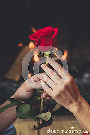 couple holding bright red rose hands. High quality photo Stock Photo