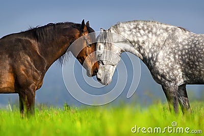 Couple of horse portrait Stock Photo