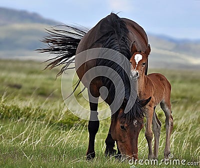 Couple of horses are grazing in boundless Kazakhstan steppes. Stock Photo