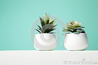 Couple of House Plant. abstract still life Stock Photo