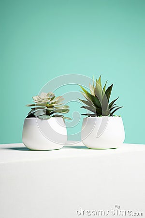 Couple of House Plant. abstract still life Stock Photo