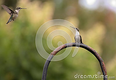 Couple hummingbird flying Stock Photo