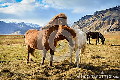 A couple of Icelandic Horse in a windy day Stock Photo