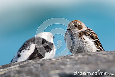 Couple of Icelandic Sparrow; close view Stock Photo