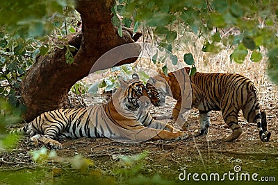 Couple of Indian tiger, male in left, female in right, first rain, wild animal, nature habitat, Ranthambore, India. Big cat, endan Stock Photo