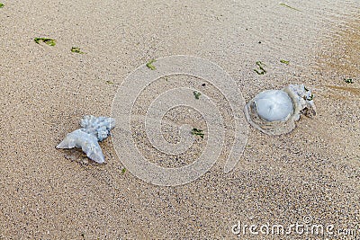 Couple jellyfish failed on sands Stock Photo
