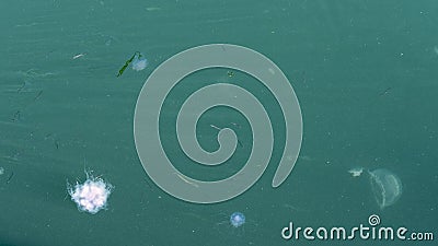 Couple of jellyfish floating in a green sea seen from above - common jellyfish and blue jellyfish and some sand lance fishes Stock Photo