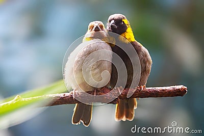 A couple of kissing cuban grassquits birds sitting side by side on a branch in the sun Stock Photo