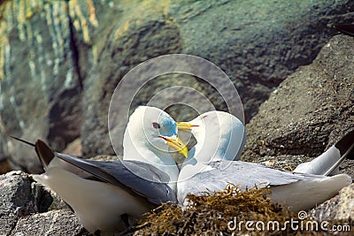 Couple of Kittiwakes gulls settled in nest Stock Photo