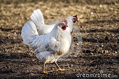 Couple of Leghorn chicken in a free range farm. Stock Photo