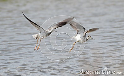 Lesser Yellowlegs Tringa flavipes Stock Photo