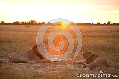 Couple of lion Stock Photo