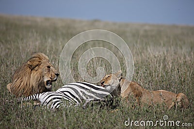 Couple lion eating zebra wild dangerous mammal africa savannah Kenya Stock Photo