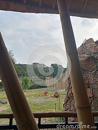 a couple lion in Solo Zoo Animal Stock Photo