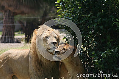 Couple of lions wild life animals in jungle zoo Stock Photo