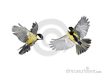 A couple of little birds chickadees flying toward spread its win Stock Photo