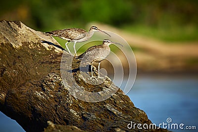 Couple of long-billed curlews Numenius americanus sitting on the wood. Stock Photo