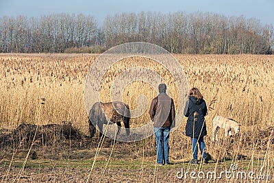 Couple looking to konikhorse with foal in Dutch National Park Editorial Stock Photo
