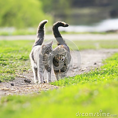 couple in love beautiful striped cats are side by side on a gr Stock Photo