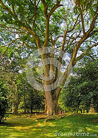 Couple in love sitting under a big tree Stock Photo