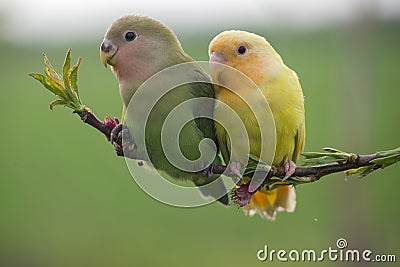 Couple of lovebird on a peach branch Stock Photo