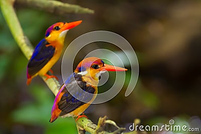 Couple lover of Dwarf Kingfisher Stock Photo