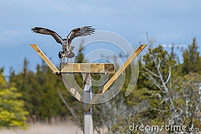 Couple of male and female ospreys Stock Photo