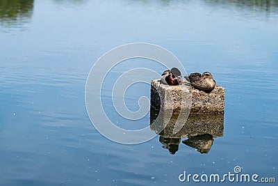 couple of mallard ducks resting on a stone in a lake Stock Photo