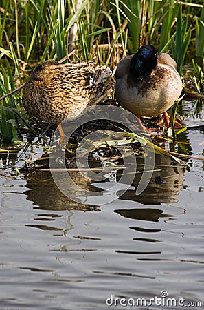 Couple of Mallards or Wild ducks Stock Photo