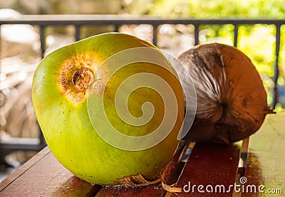 Couple mature coconuts exotic fruit asia tropical nut, basis of a refreshing cocktail Stock Photo